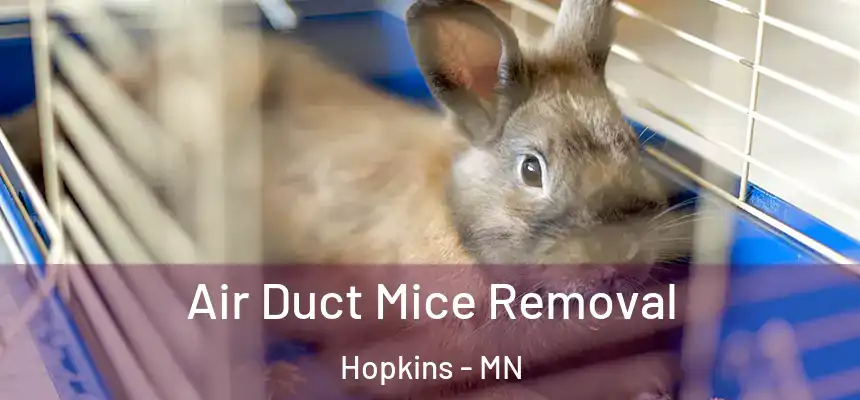  Air Duct Mice Removal Hopkins - MN